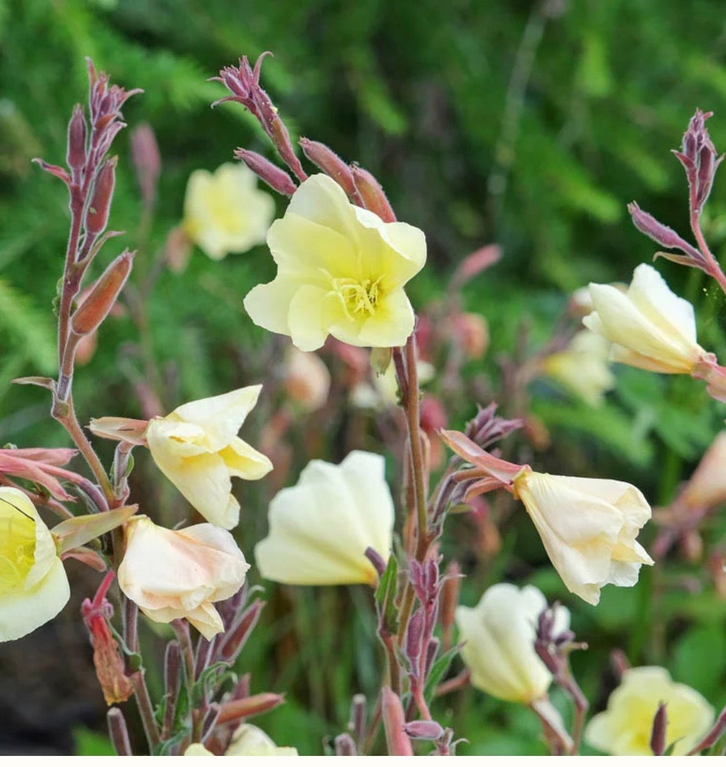 THE ROSE GARDEN PERENNIAL COLLECTION