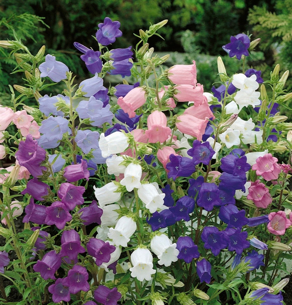 THE ROSE GARDEN PERENNIAL COLLECTION