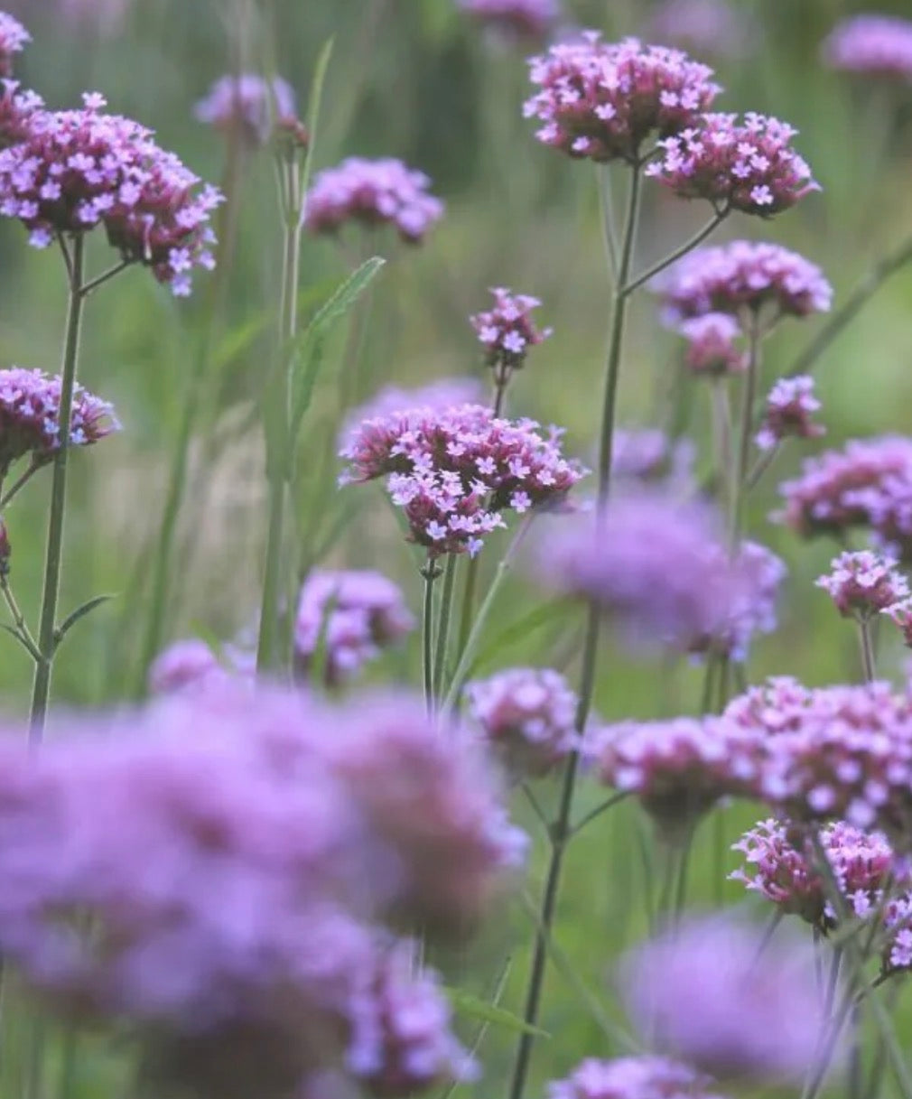 THE ROSE GARDEN PERENNIAL COLLECTION