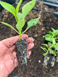 THE ROSE GARDEN COLLECTION DISTINCTIVE DAHLIAS FROM SEED
